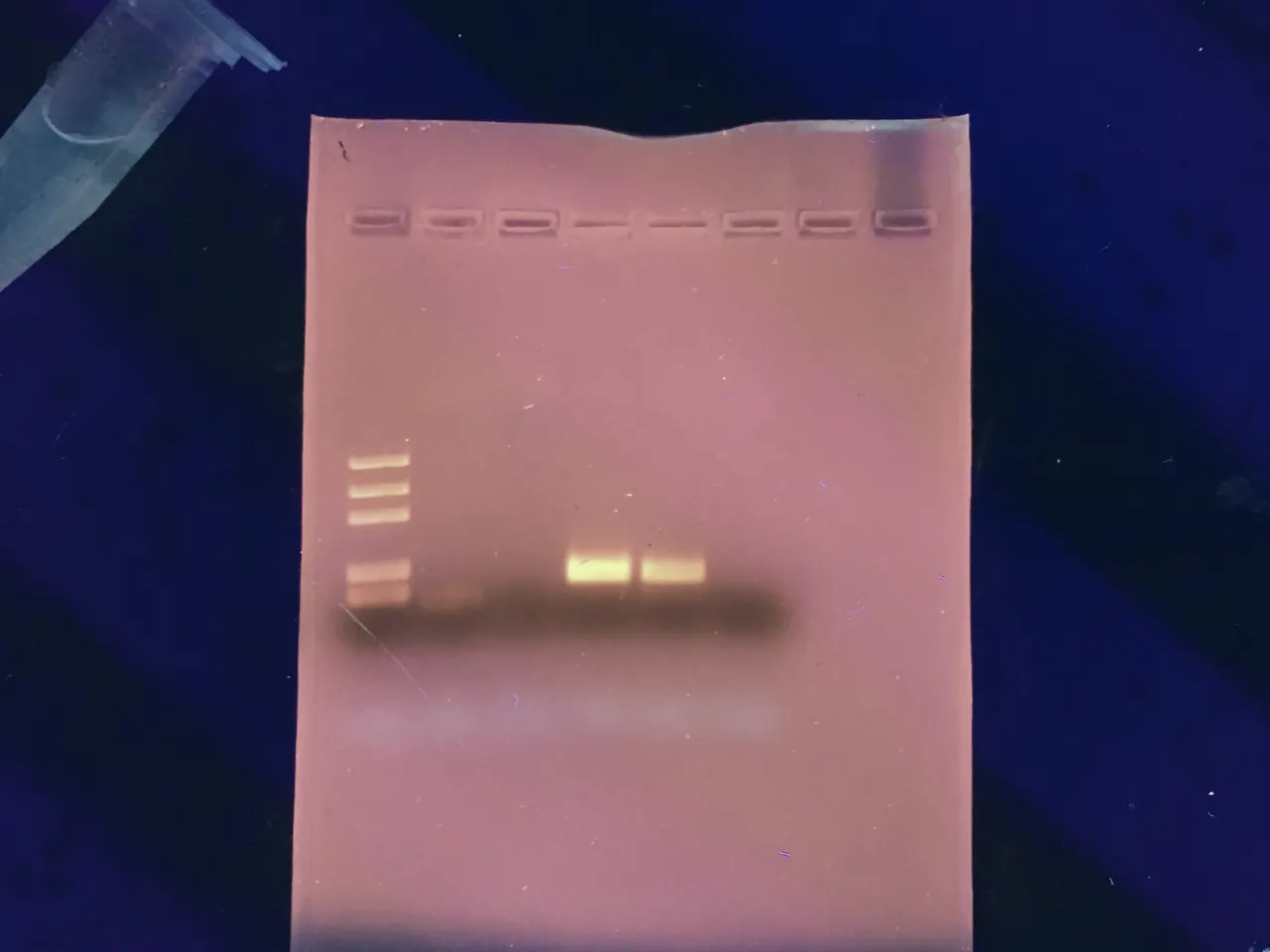 Agarose gel with DNA bands glowing under blue light