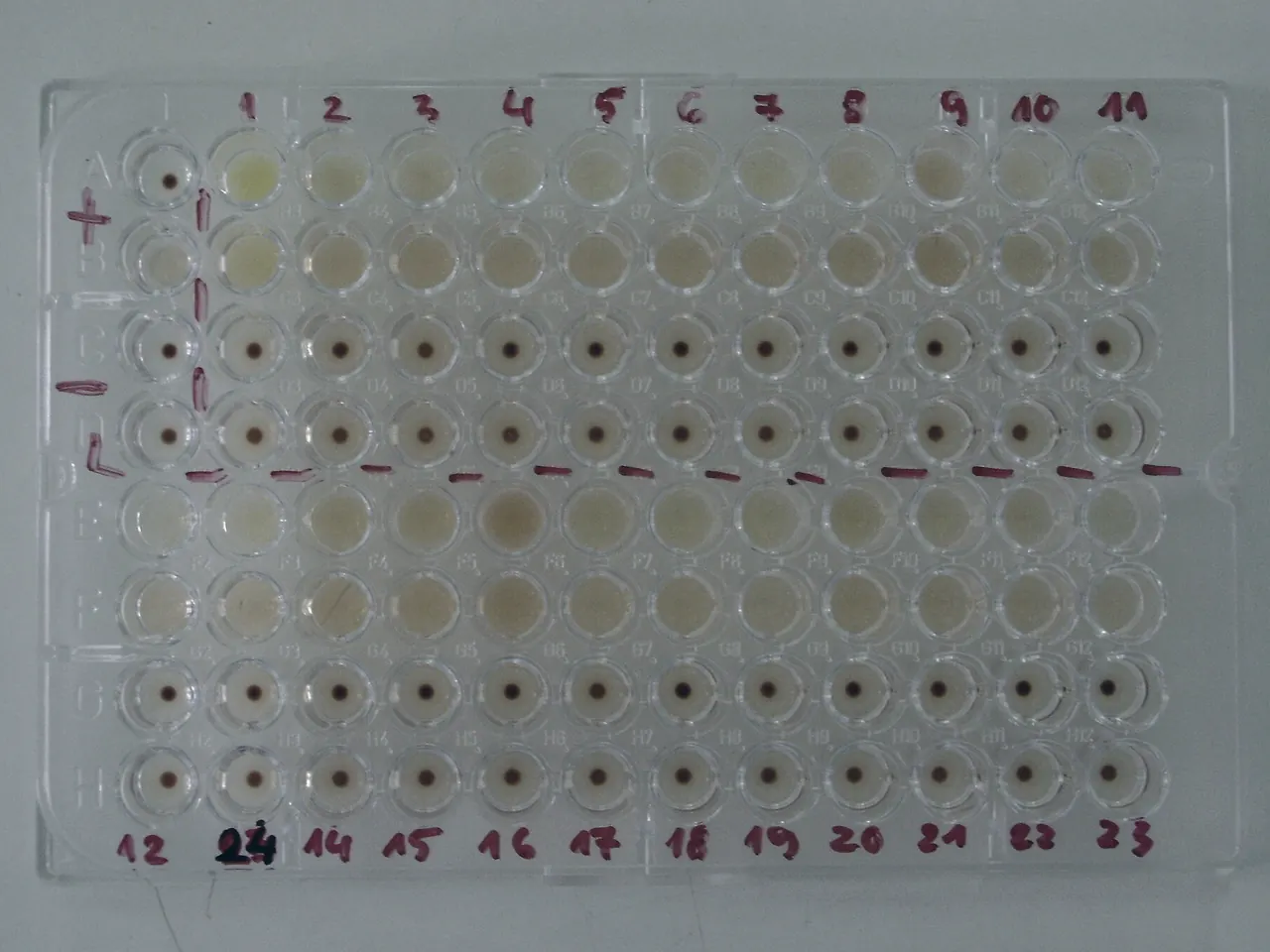 96-well plate with handwritten row and column numbers