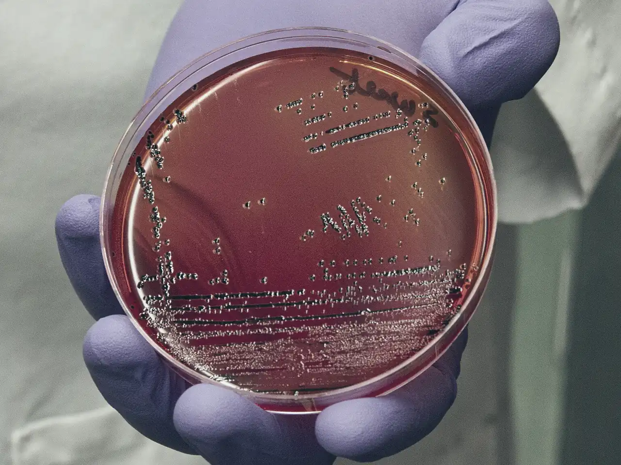 Gloved hand holding a Petri dish with bacterial colonies streaked on red agar